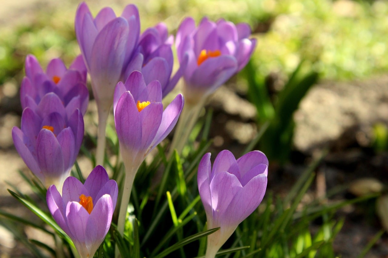 Lire la suite à propos de l’article Le safran, de la fleur au pistil : secrets de culture et de récolte