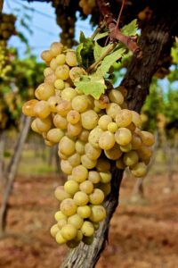 huile sèche raisins